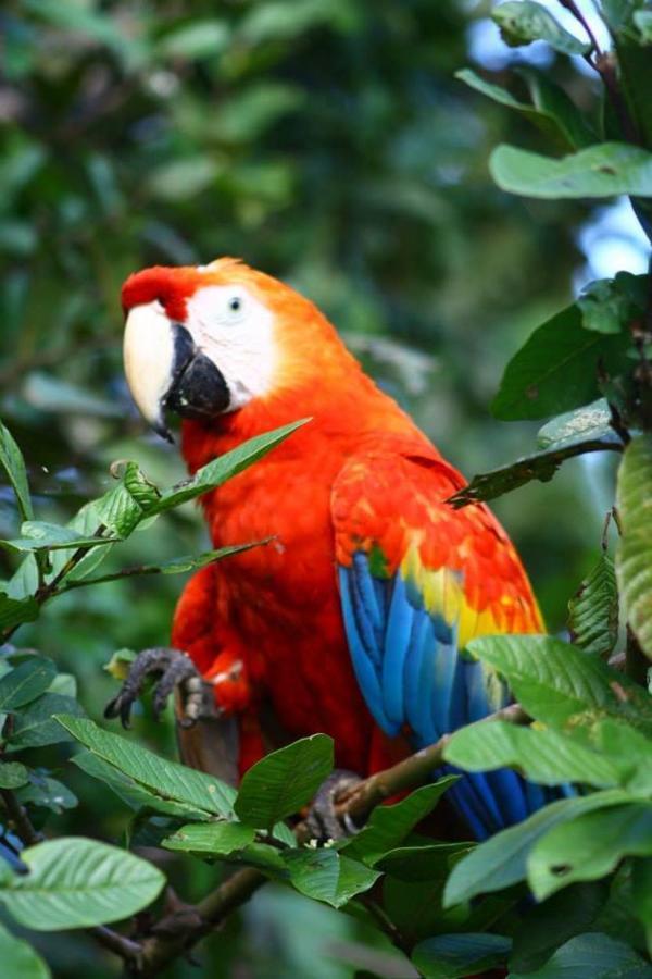 Jacamar Lodge Expeditions Iquitos Luaran gambar