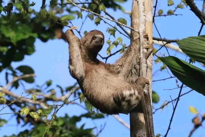 Jacamar Lodge Expeditions Iquitos Luaran gambar